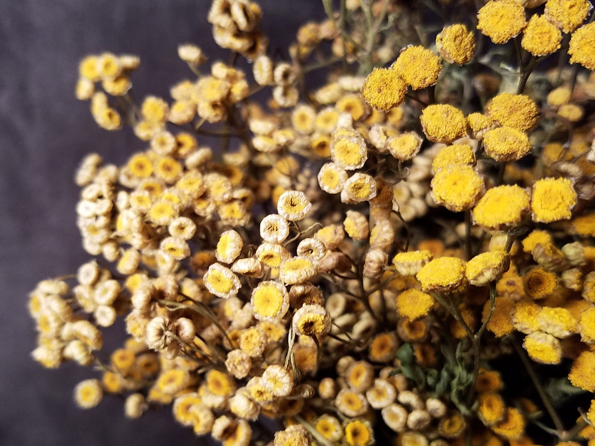 Dried Tansy Flowers