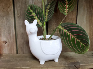 Llama Ceramic Planter (with or without Green Plant)