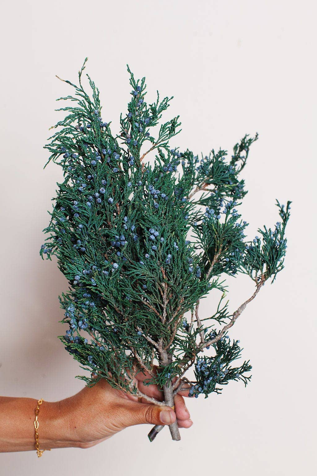 Preserved Juniper