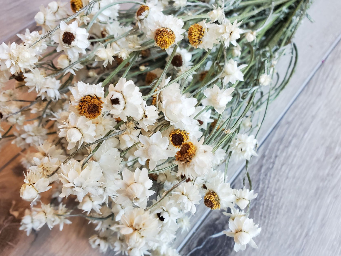 Dried Ammobium Flowers