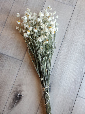 Dried Ammobium Flowers