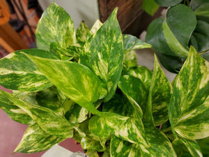 Green Plant, Florist's Choice