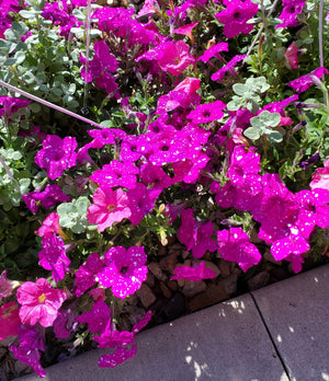 Hanging Flower Basket