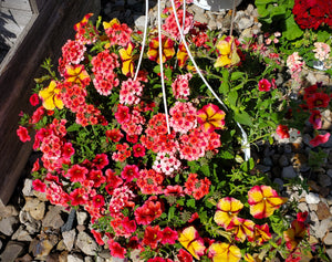 Hanging Flower Basket