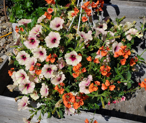 Hanging Flower Basket