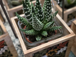 Wooden Cut-Out Container with Succulent