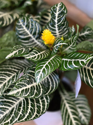 Zebra Plant