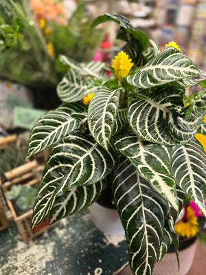 Zebra Plant