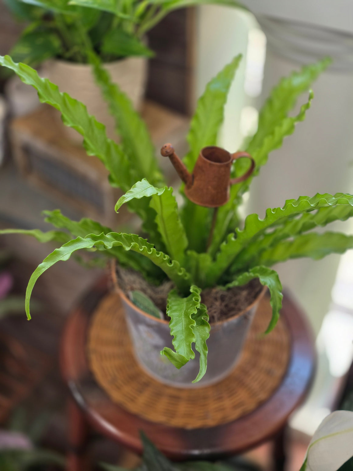 Bird's Nest Fern
