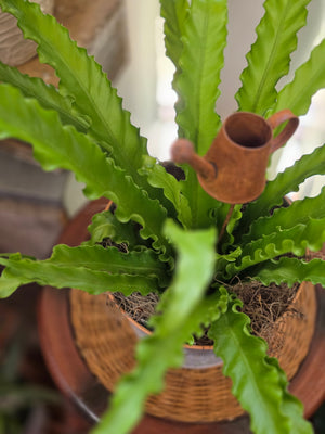 Bird's Nest Fern