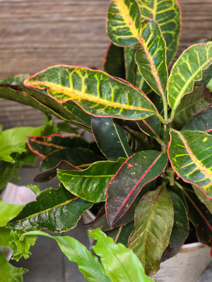 Croton
