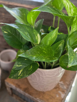Philodendron