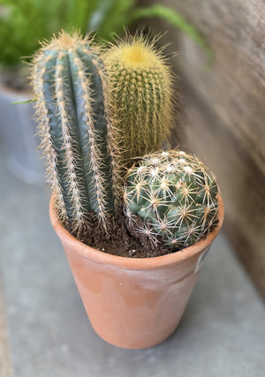 Multiple Cactus in 6 Inch Pot, Florist's Choice
