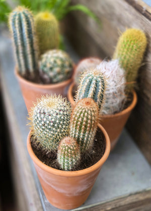 Multiple Cactus in 6 Inch Pot, Florist's Choice