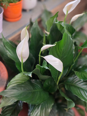 Peace Lily