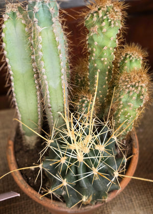 Multiple Cactus in 6 Inch Pot, Florist's Choice