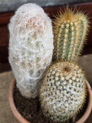 Multiple Cactus in 6 Inch Pot, Florist's Choice