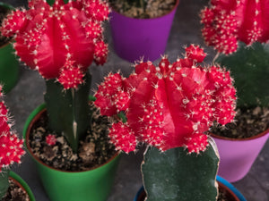 Small Cactus, Florist's Choice