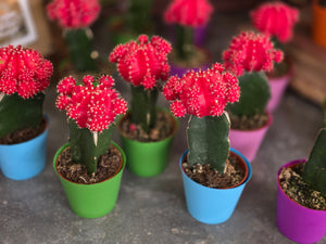 Small Cactus, Florist's Choice