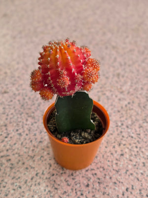 Small Cactus, Florist's Choice