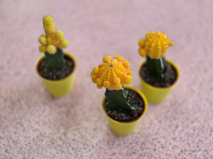 Small Cactus, Florist's Choice