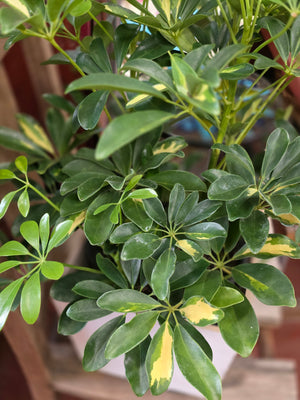 Arboricola