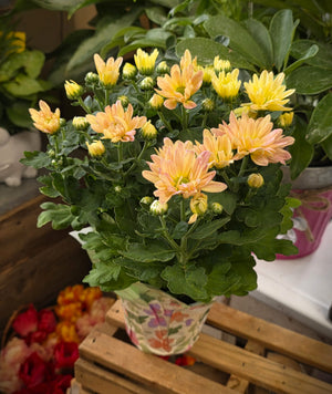 Fall Florist Mum Plant