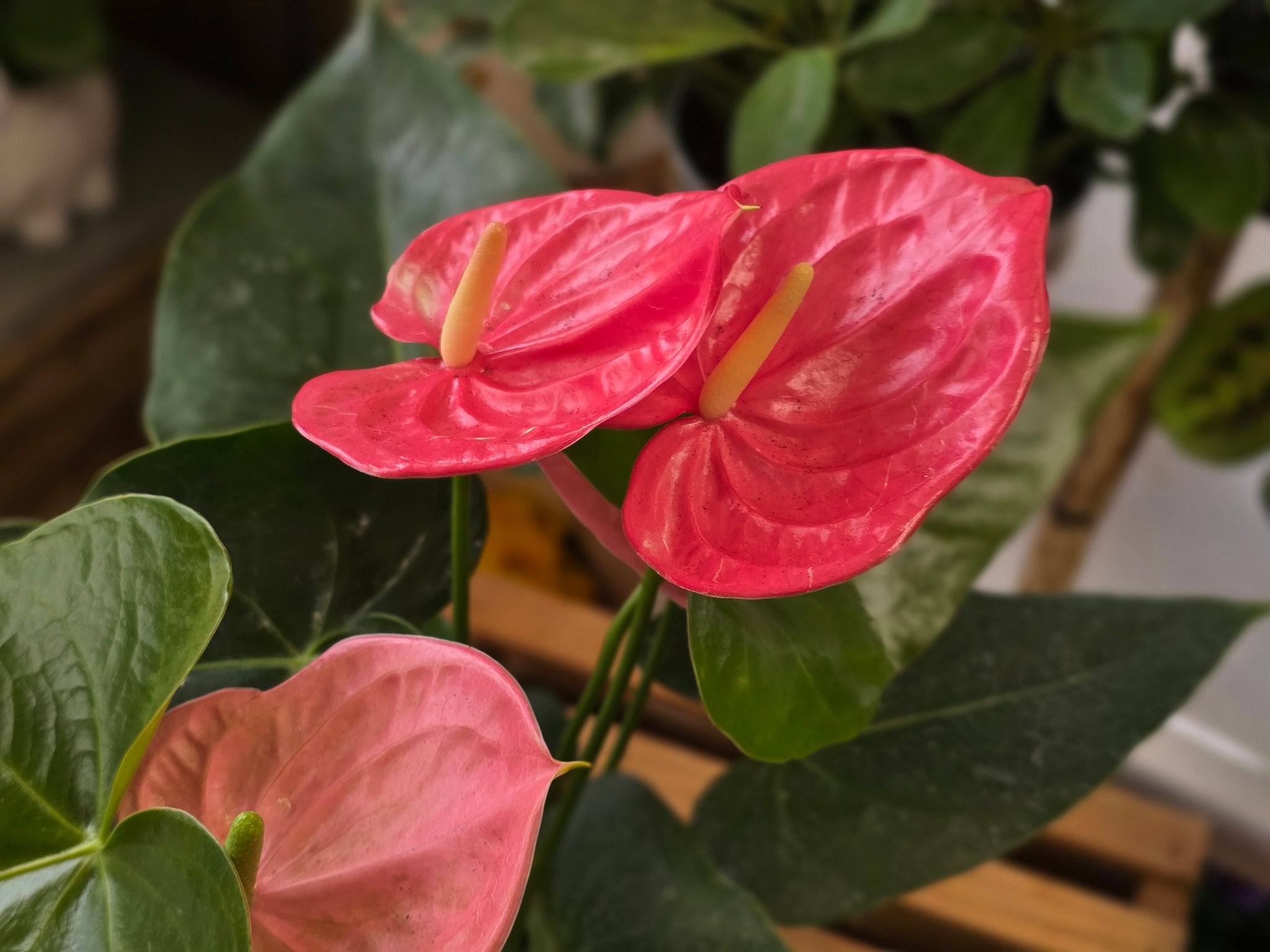 anthurium e gatti Anthurium
