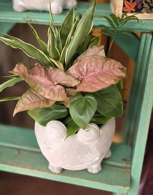 Cement Frog Planter with Plants