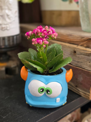 Mini Kalanchoe in Monster Planter