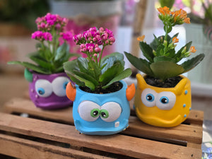 Mini Kalanchoe in Monster Planter