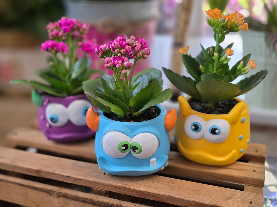 Mini Kalanchoe in Monster Planter