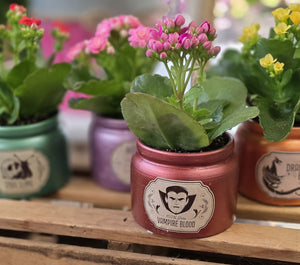 Mini Kalanchoe in Halloween Container (Assorted)