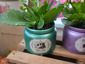 Mini Kalanchoe in Halloween Container (Assorted)