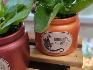 Mini Kalanchoe in Halloween Container (Assorted)