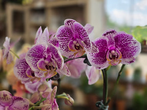 Orchid Plant