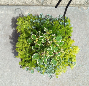 Hanging Flower Basket