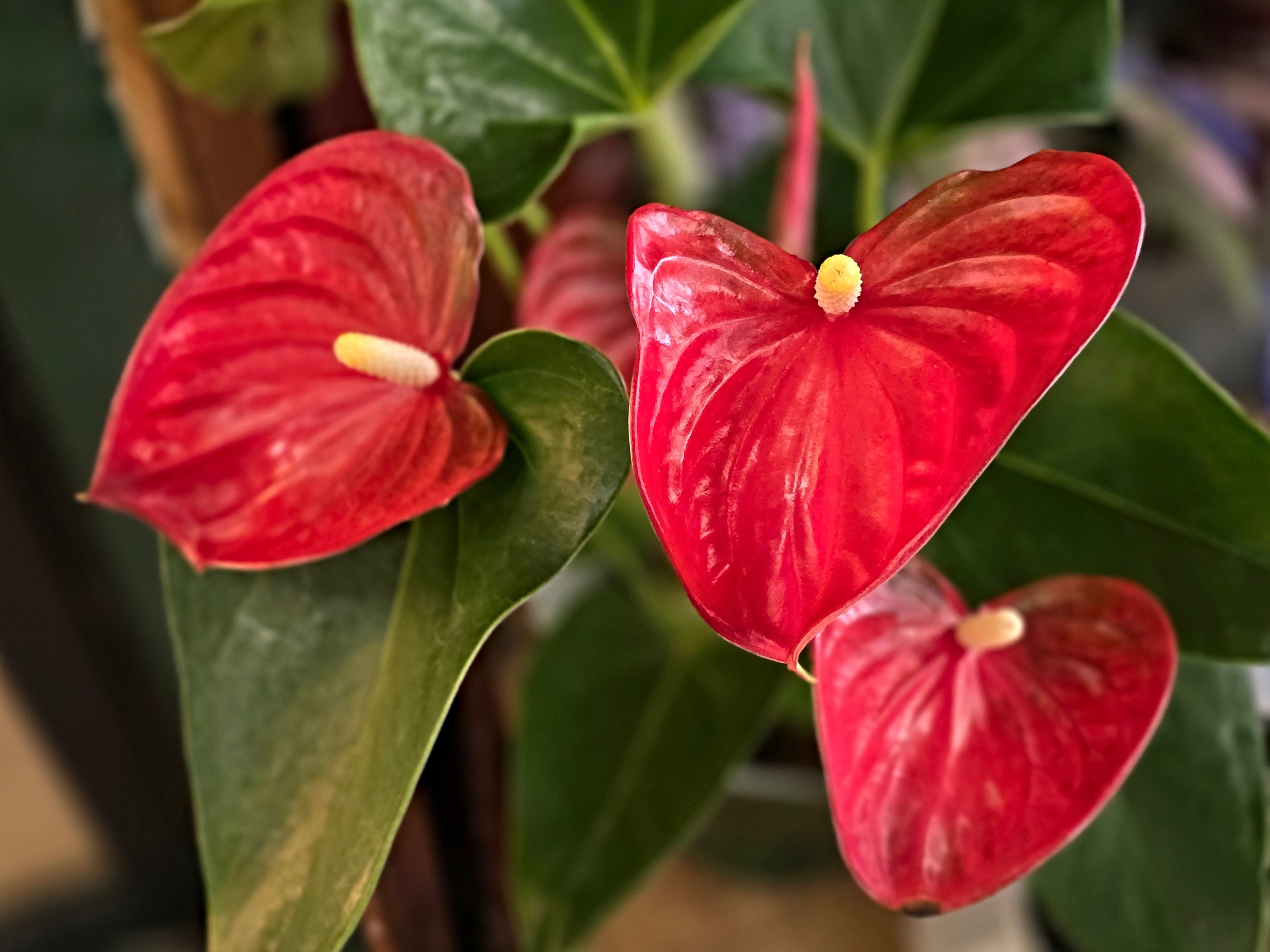anthurium andreanum toxicité Anthurium