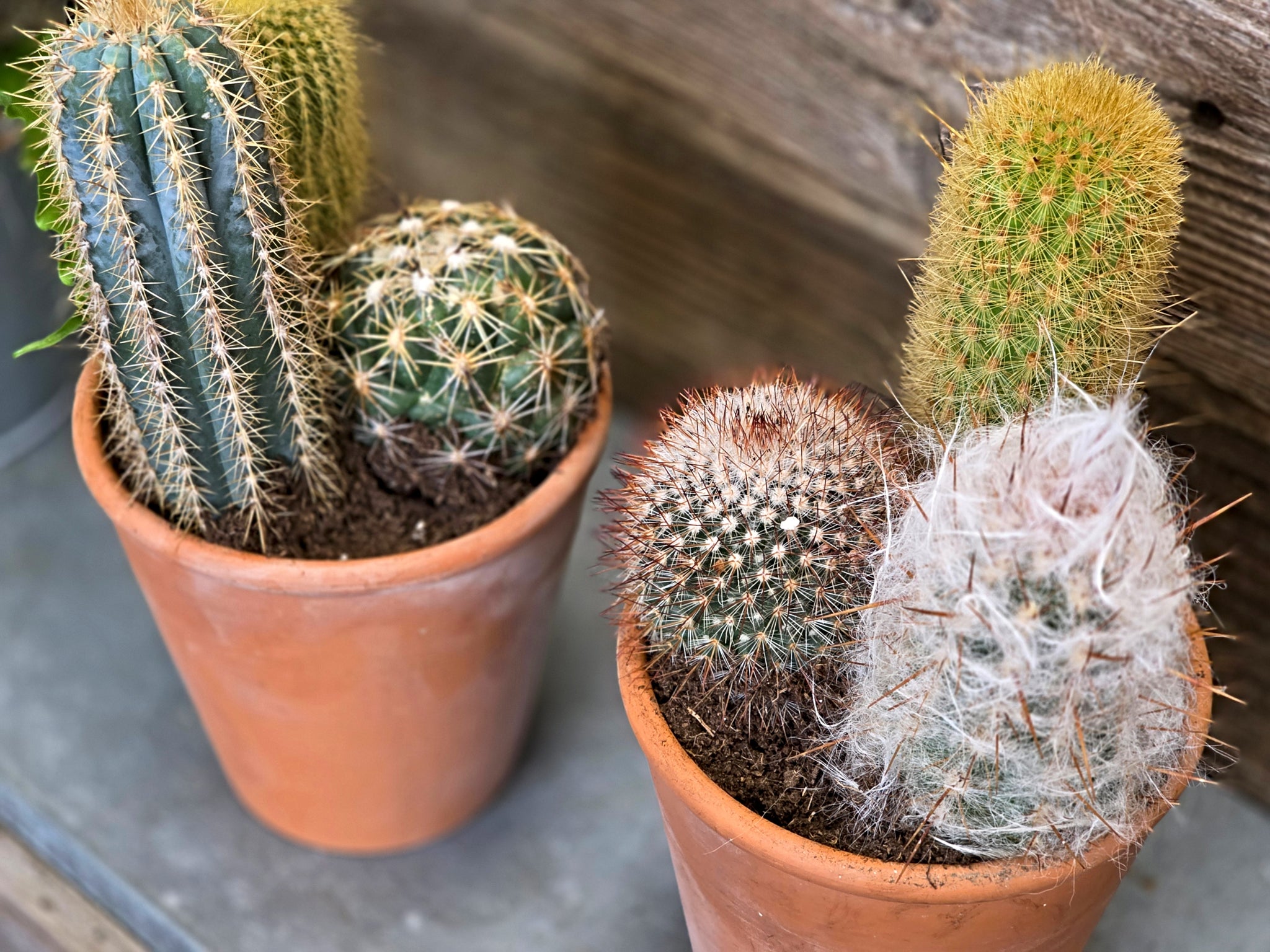 Multiple Cactus in 6 Inch Pot, Florist's Choice
