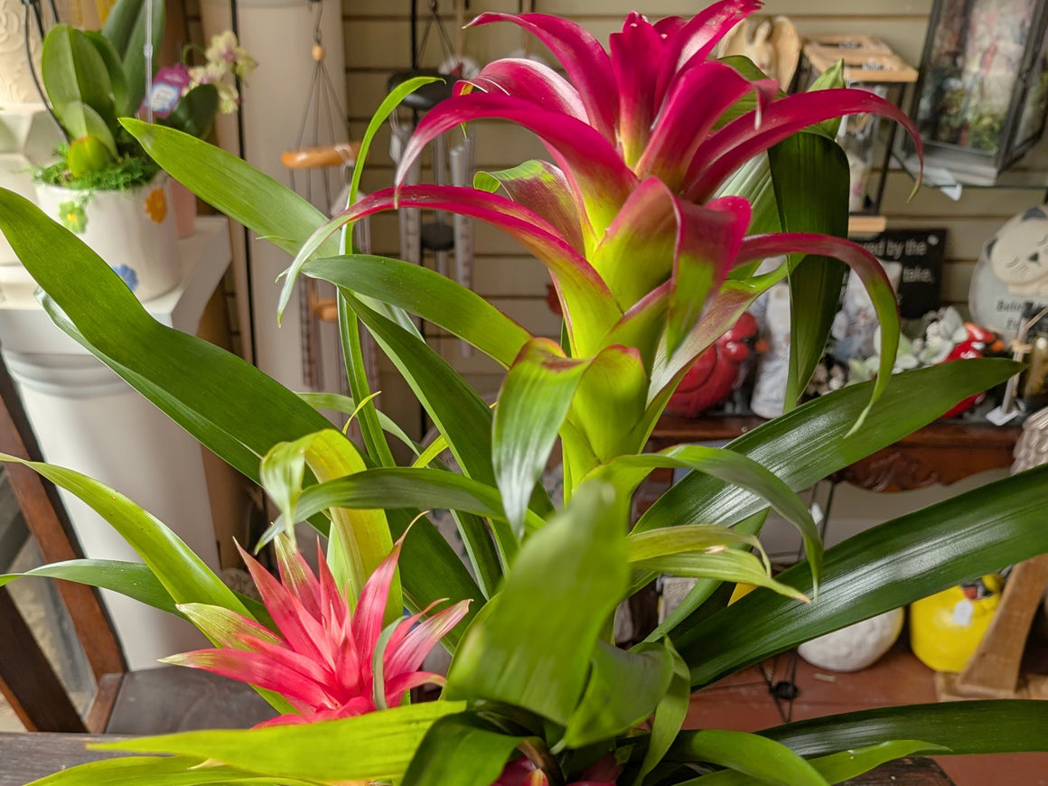 Bromeliad