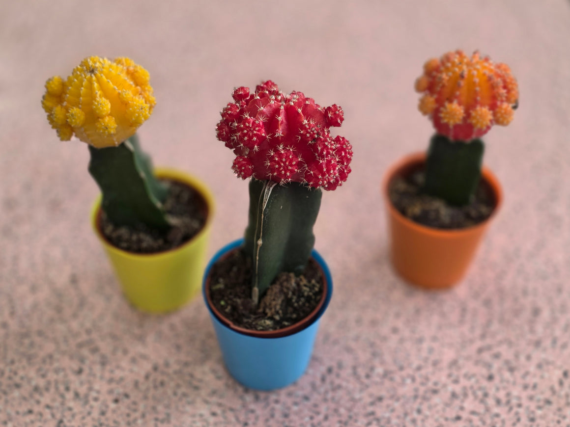 Small Cactus, Florist's Choice