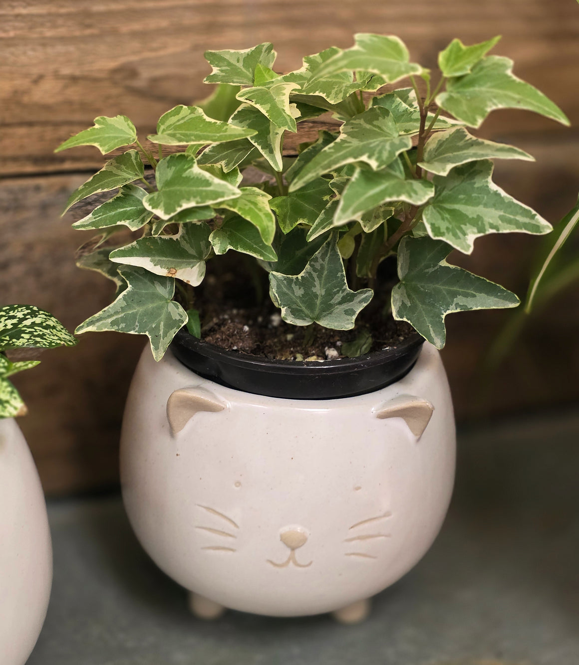 Ceramic Cat Planter with Plant