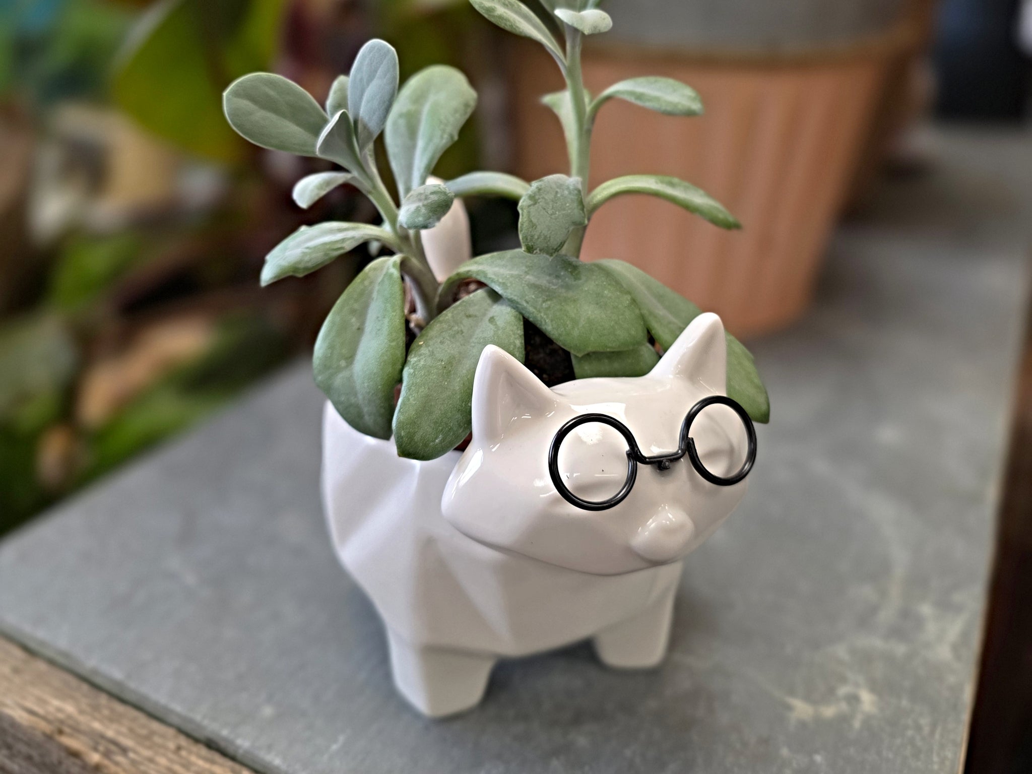 Ceramic Cat with Glasses Planter with Succulent
