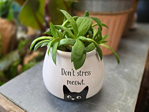 Cat Planter with Succulent or Plant (3 Designs)
