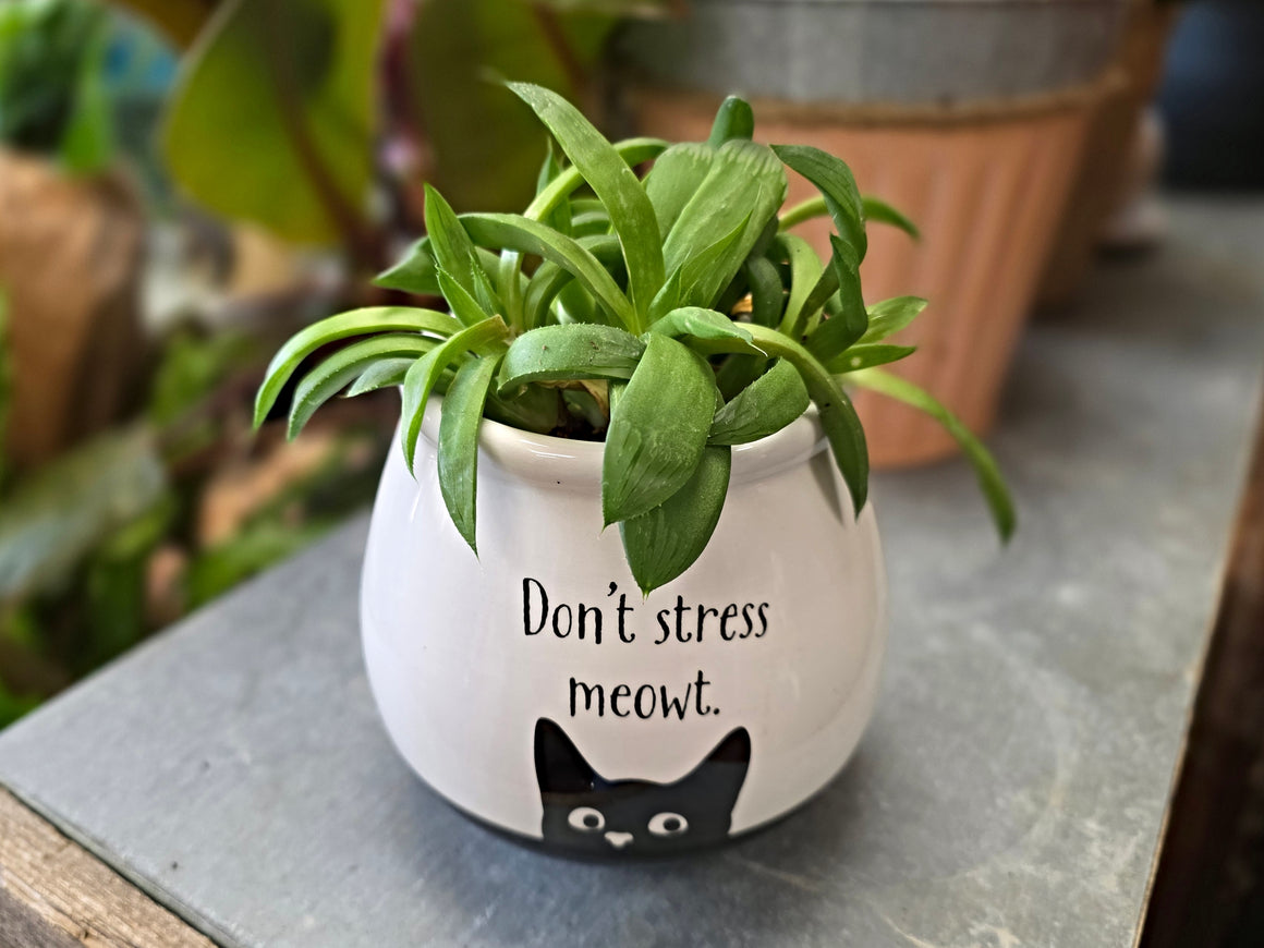 Cat Planter with Succulent or Plant (3 Designs)