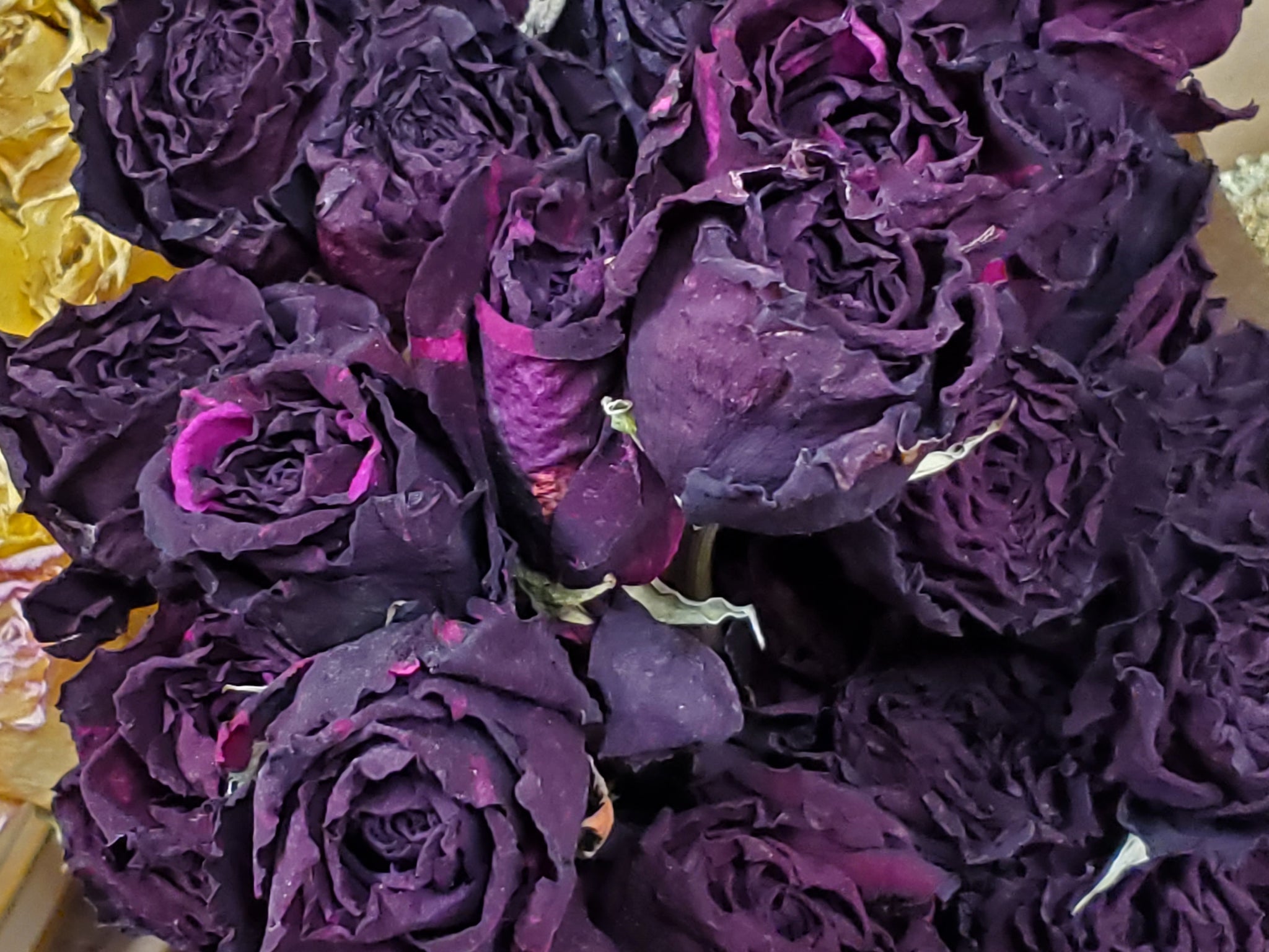 Dried Roses, Burgundy (1 Dozen) - E's Florals