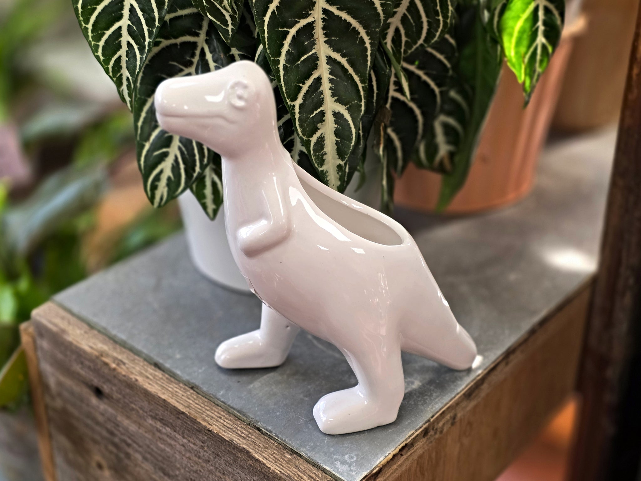 dinosaur succulent planter Ceramic Dinosaur Planter with Succulent