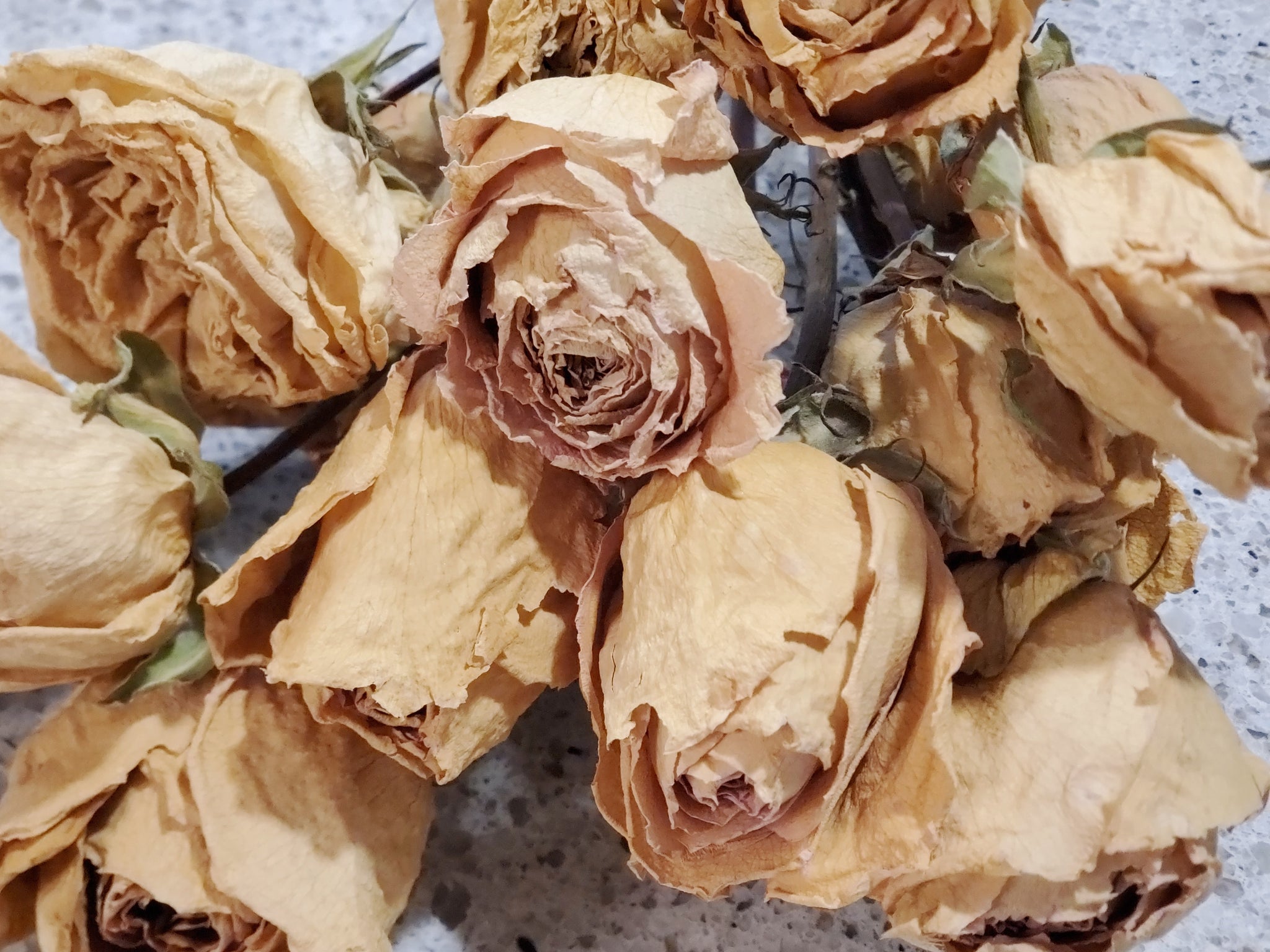Dried Roses, Antique/Tan (1 Dozen) - E's Florals