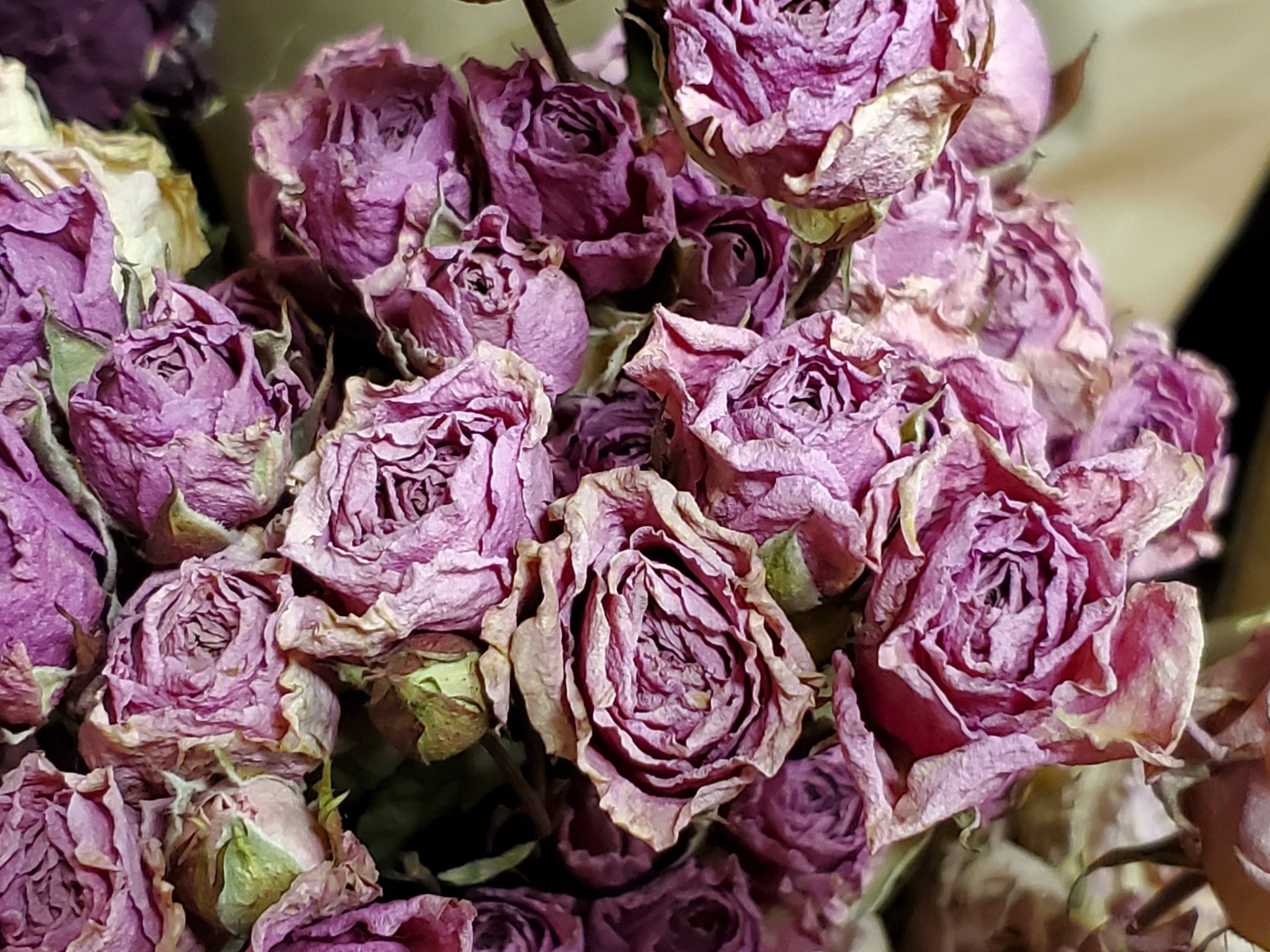 Dried Roses, Dark Pink (1 Dozen) - E's Florals