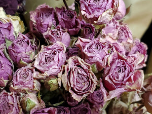 Dried Roses, Dark Pink (1 Dozen)